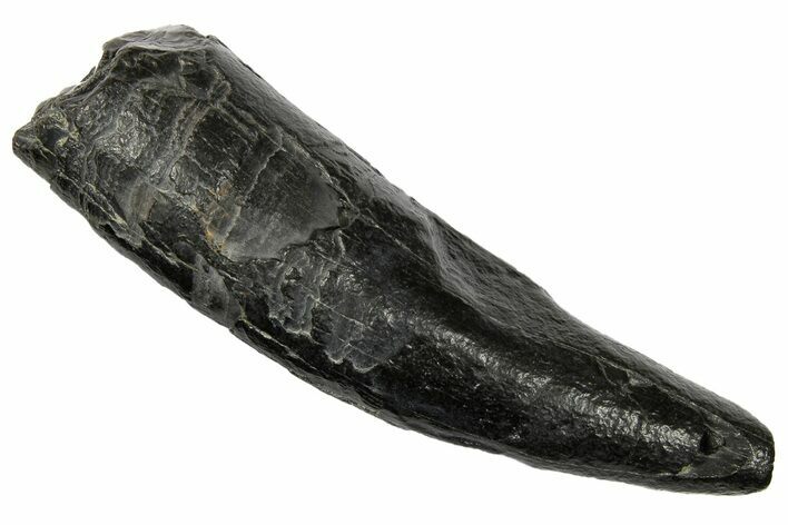 Fossil Pygmy Sperm Whale (Kogiopsis) Tooth - South Carolina #176014